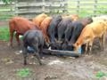 Gado Red Angus Puros e cruzados com Nelore Imagem Gado Red Angus Puros e cruzados com Nelore