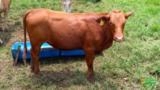 Gado Red Angus Puros e cruzados com Nelore Imagem Gado Red Angus Puros e cruzados com Nelore
