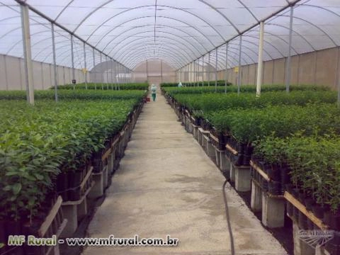 MUDAS CÍTRICAS Imagem MUDAS CÍTRICAS