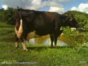 VACAS GIROLANDO COM PRODUÇÃO MÉDIA DE 20 KG DIA