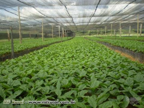 Mudas de Café Imagem Mudas de Café