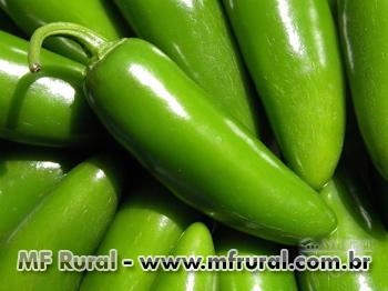 Chile Jalapeño Pimenta Mexicana Imagem Chile Jalapeño Pimenta Mexicana