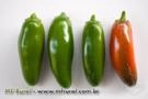 Chile Jalapeño Pimenta Mexicana Imagem Chile Jalapeño Pimenta Mexicana