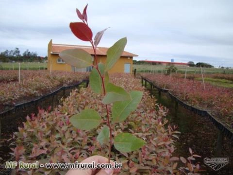 MUDAS DE EUCALIPTO CLONADAS Imagem MUDAS DE EUCALIPTO CLONADAS