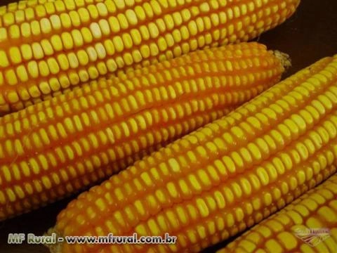 Semente de Milho Safra e Safrinha Imagem Semente de Milho Safra e Safrinha