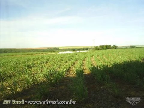 Fazenda com 491 hectares em Marilia - SP