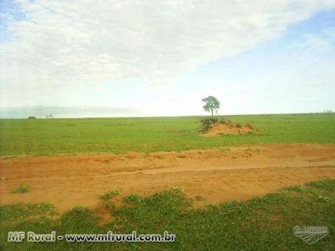 Fazenda 566,28 hectares- 42 Km de Marília, sentido Assis