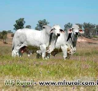 Touros Brahman Imagem Touros Brahman