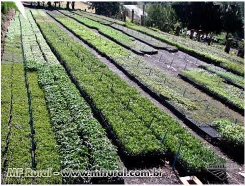 Mudas Florestais Nativas da Mata Atlântica