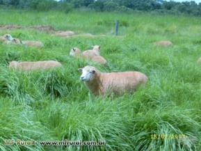 Sementes Incrustadas de Capim Massai - Equinos, Ovinos, Caprinos e Bovinos