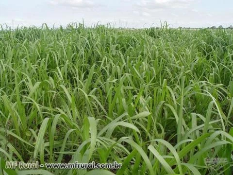 SEMENTES CAPIM BRACHIARIA BRIZANTHA CV. MARANDU (BRACHIARÃO) REVESTIDO