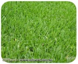 Sementes de Grama Bermuda (Bermudagrass Unhullead) IMPORTADAS