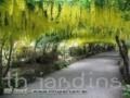 SEMENTES DE LABURNUM X WATERERI VOSSII