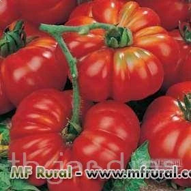 SEMENTES DE TOMATE COSTOLUTO GENOVESE