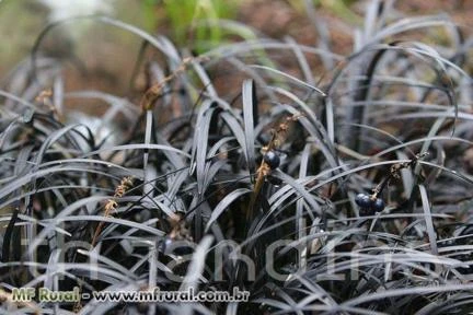SEMENTES DE BLACK MONDO GRASS - GRAMA PRETA