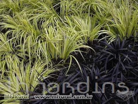 SEMENTES DE BLACK MONDO GRASS - GRAMA PRETA