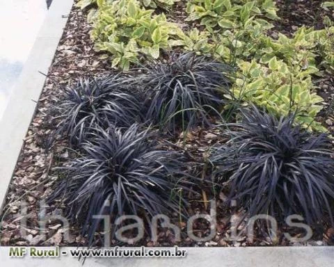 SEMENTES DE BLACK MONDO GRASS - GRAMA PRETA