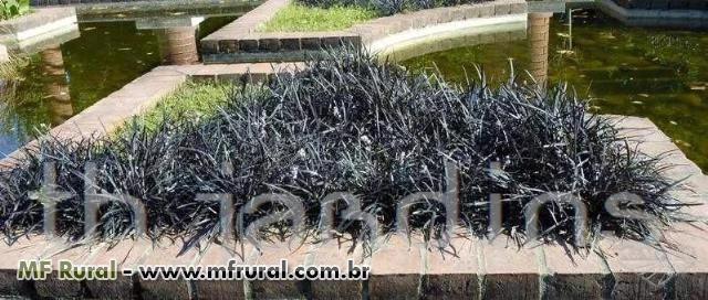 SEMENTES DE BLACK MONDO GRASS - GRAMA PRETA