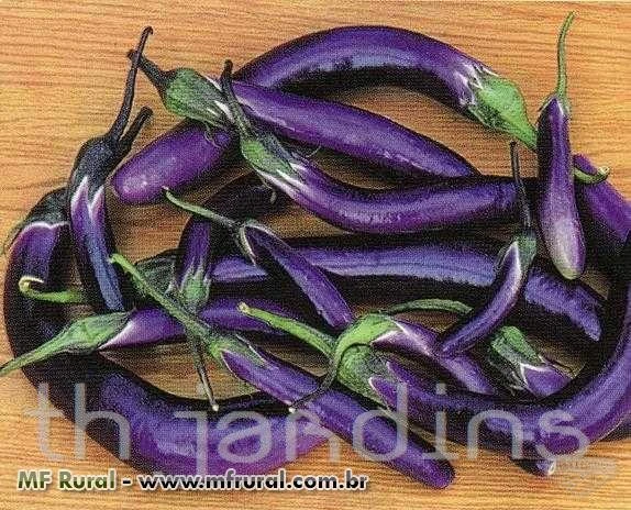 SEMENTES DE BERINGELA PING TUNG - CHINESE EGGPLANT