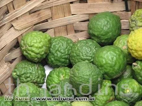 SEMENTES DE CITRUS HYSTRIX - LIMAO KAFFIR