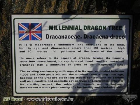 SEMENTES DE DRACAENA DRACO - DRAGON TREE